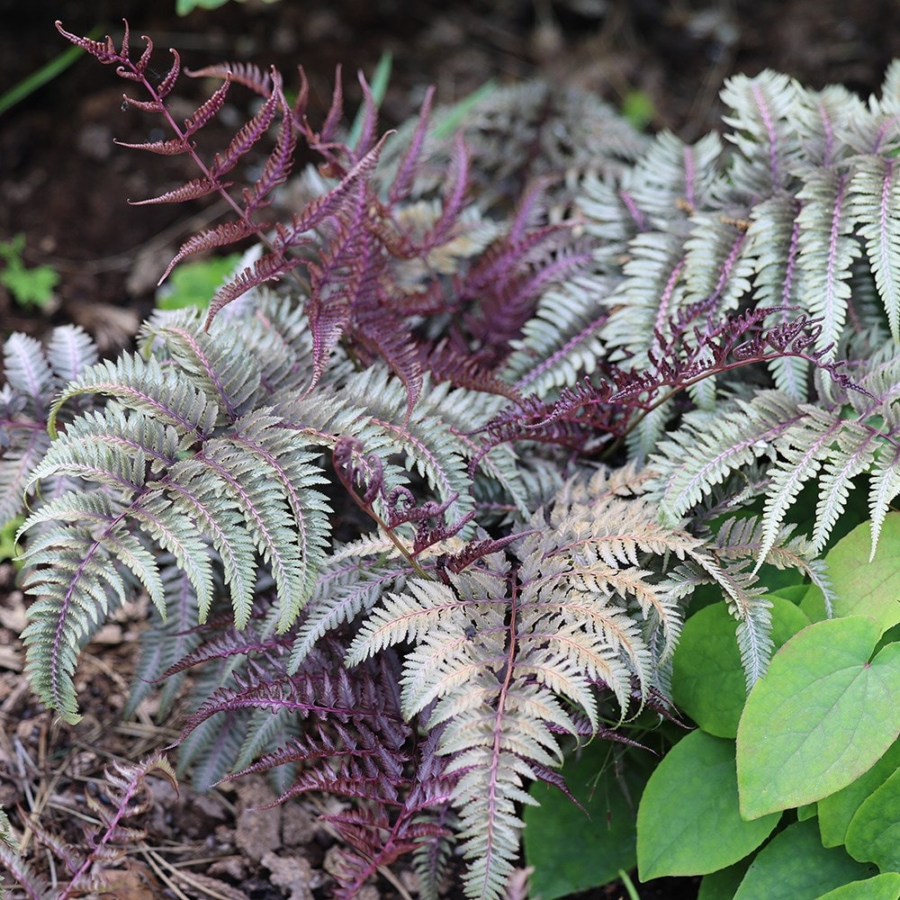 Product options image