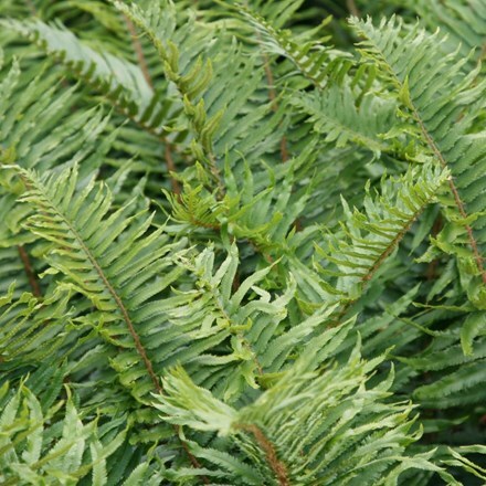 Picture of Polystichum munitum