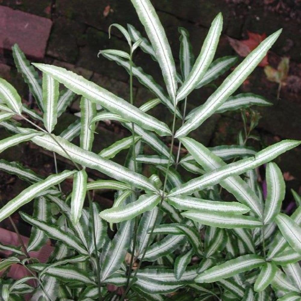 white-striped Cretan brake