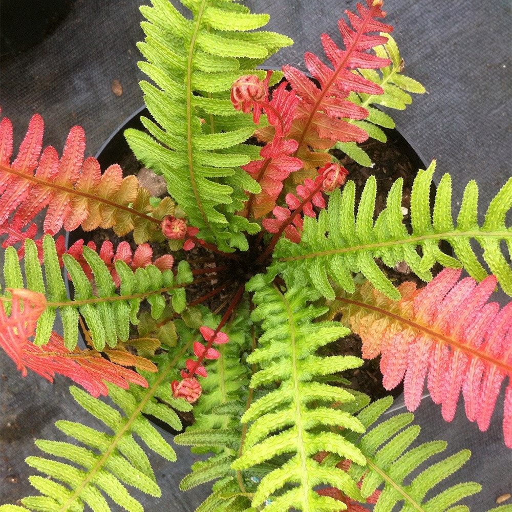 <i>Doodia aspera</i> 'Rough Ruby'