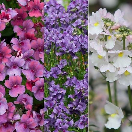 Picture of Nemesia collection