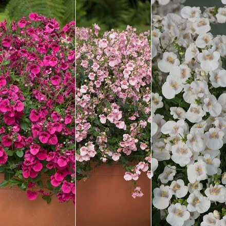 Picture of Diascia Diamond Collection