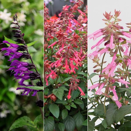 Picture of Salvia collection