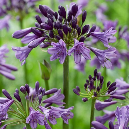 Picture of Agapanthus Poppin' Purple ('MP003') (PBR)