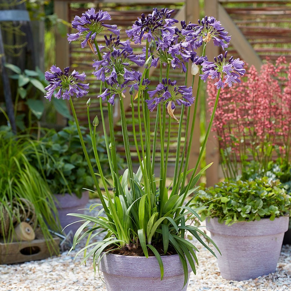 Buy African lily Agapanthus Poppin' Purple ('MP003') (PBR): £10.99 ...