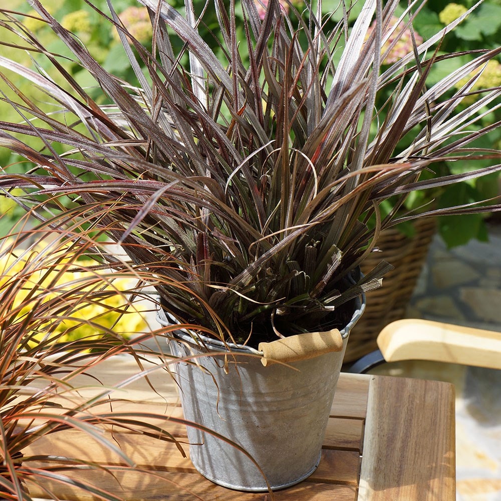 <i>Astelia</i> <b class=small-caps>Red Shadow</b> ('A1') (PBR)