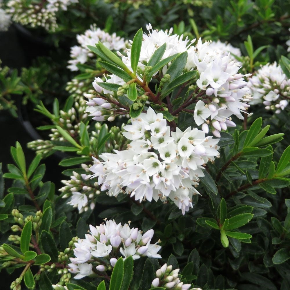 <i>Veronica</i> 'Celine'