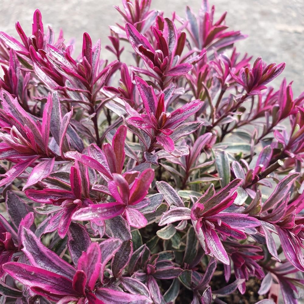 Product options image