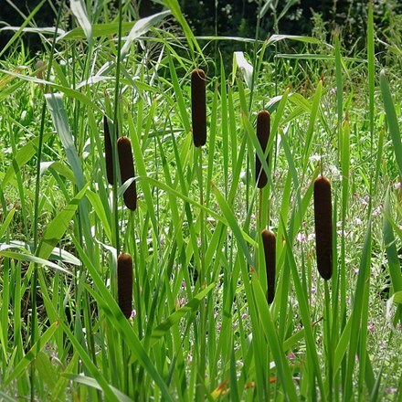 Picture of Typha angustifolia