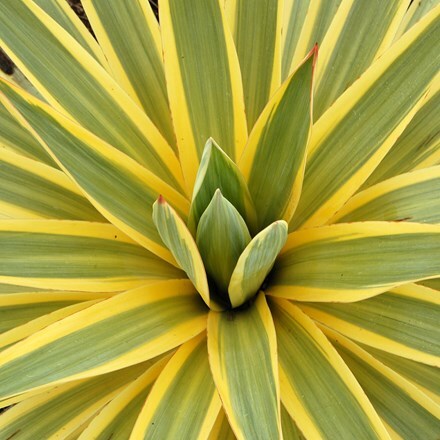Yucca gloriosa Bright Star ('Walbristar')