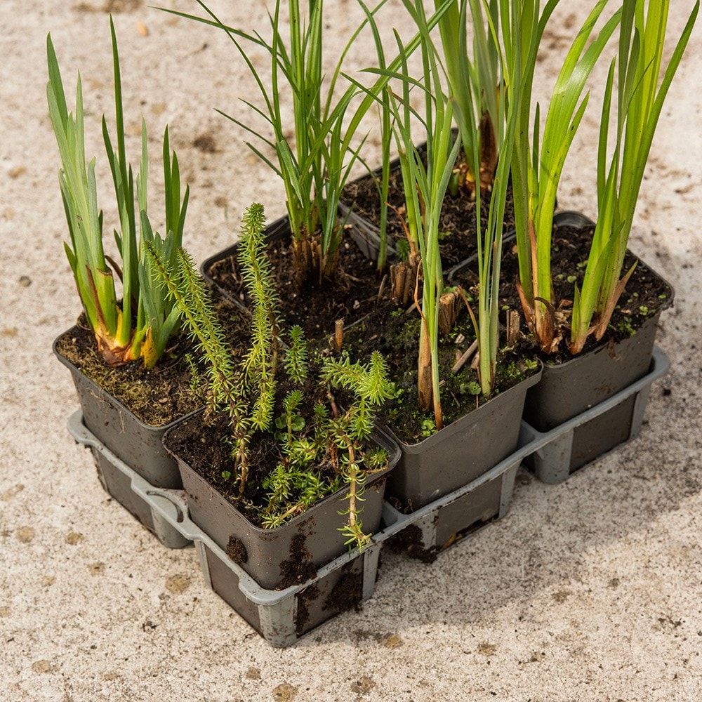 6-pack water purifying pond plants