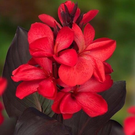 Picture of Canna Red