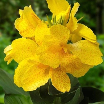 Picture of Canna Yellow