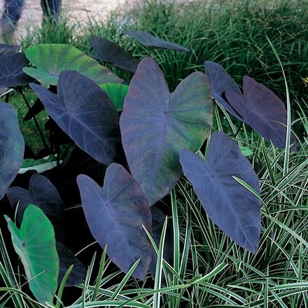 Colocasia esculenta Black Magic