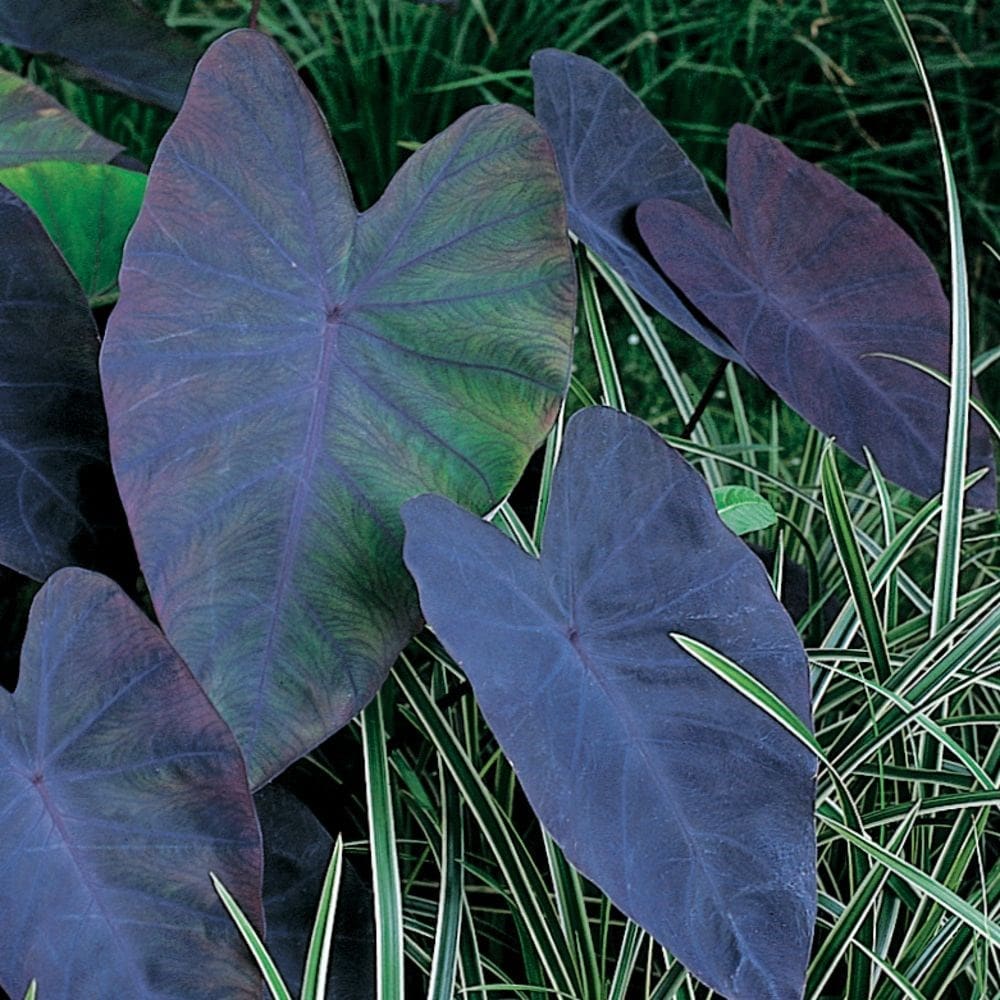 <i>Colocasia esculenta</i> 'Black Magic'