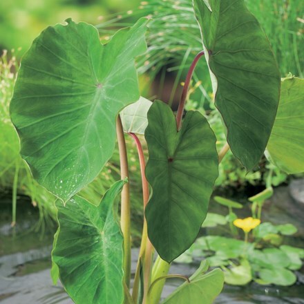 Picture of Colocasia esculenta