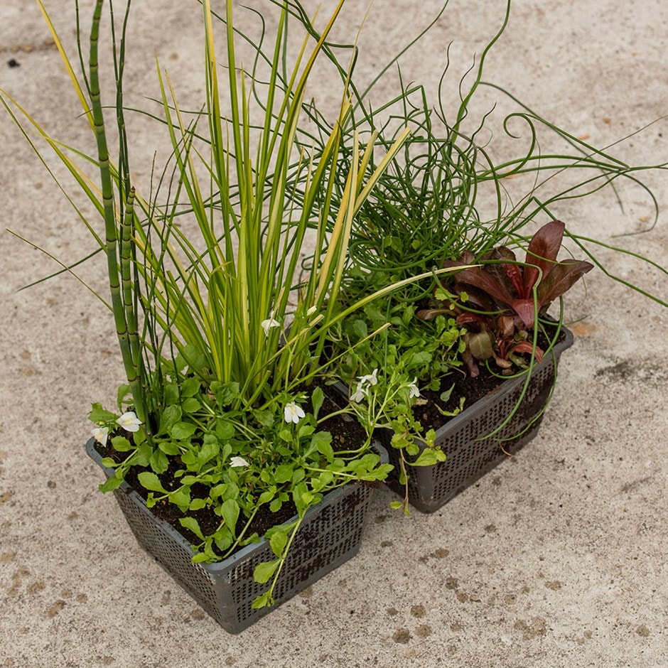 Planted 18cm mixed basket (plants included)