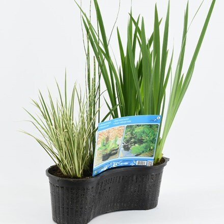 Picture of Planted 40cm oval mixed basket (plants included)