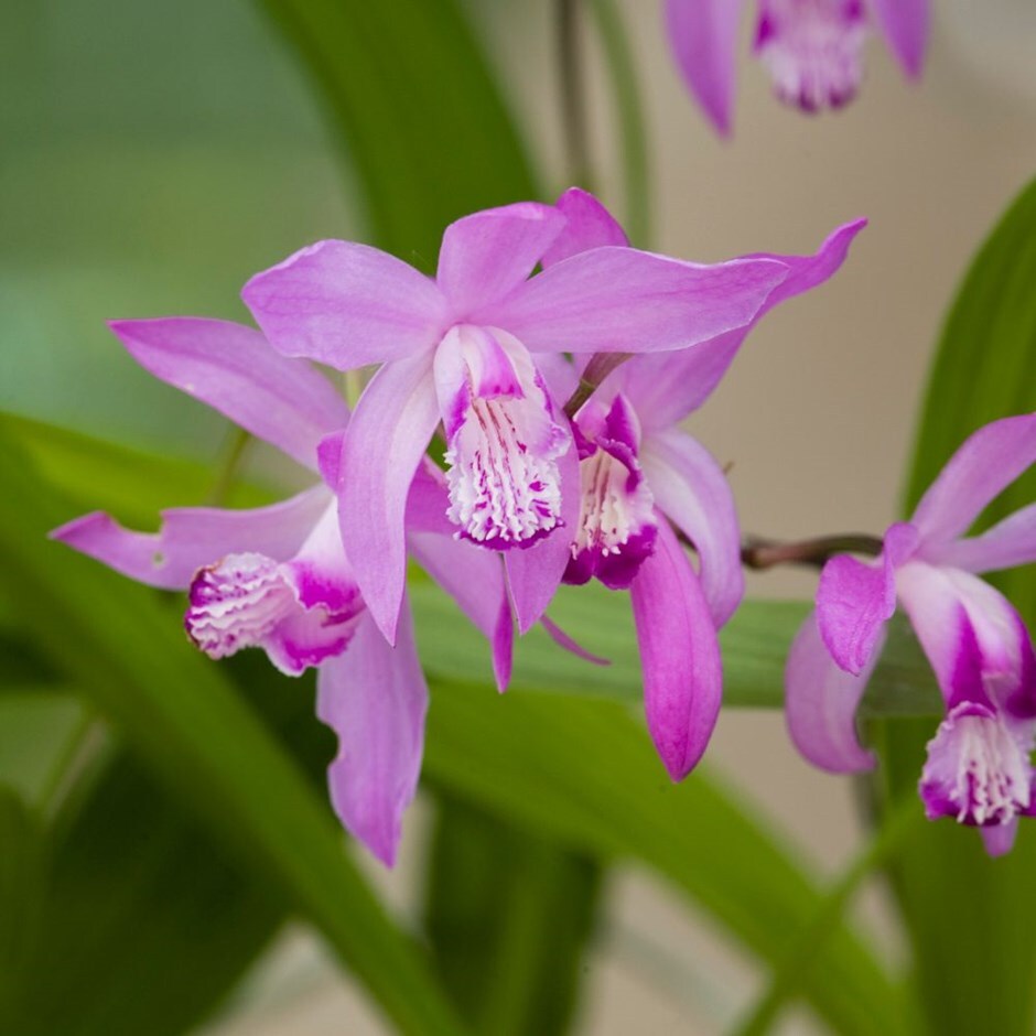 hyacinth orchid