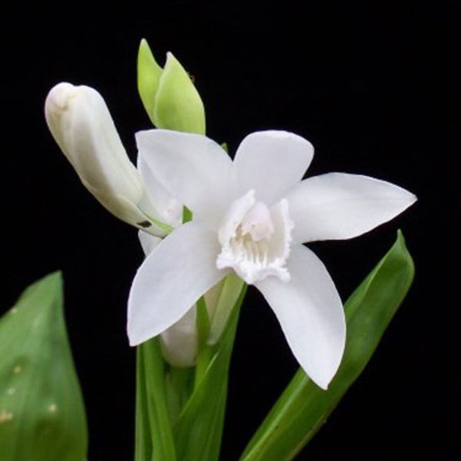 half hardy orchid or Bletilla striata alba