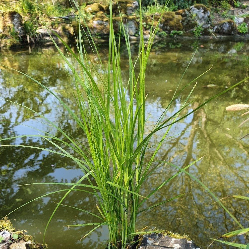 Product options image