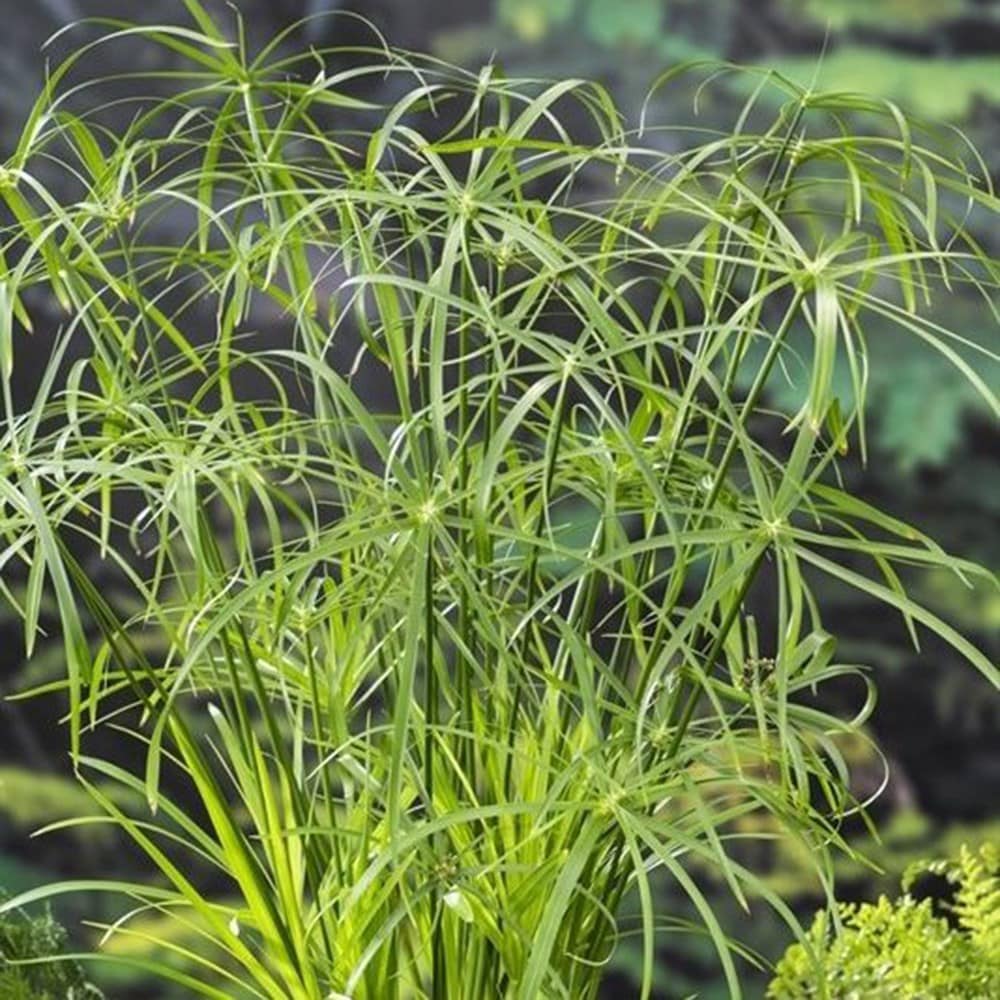 Product options image