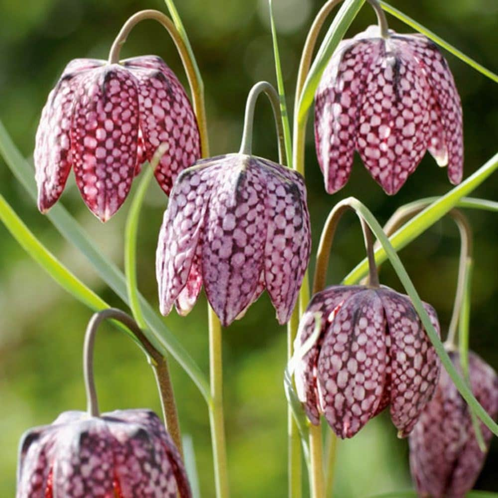 Buy Snake's Head Fritillary Fritillaria Meleagris: £9.99 Delivery By Crocus