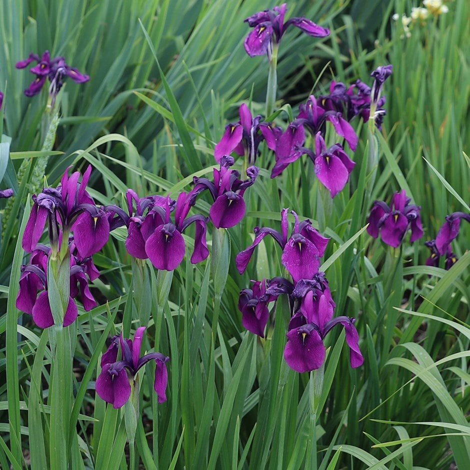 Japanese iris ( syn. Iris kaempferi )