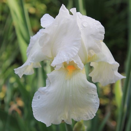Iris ensata Alba