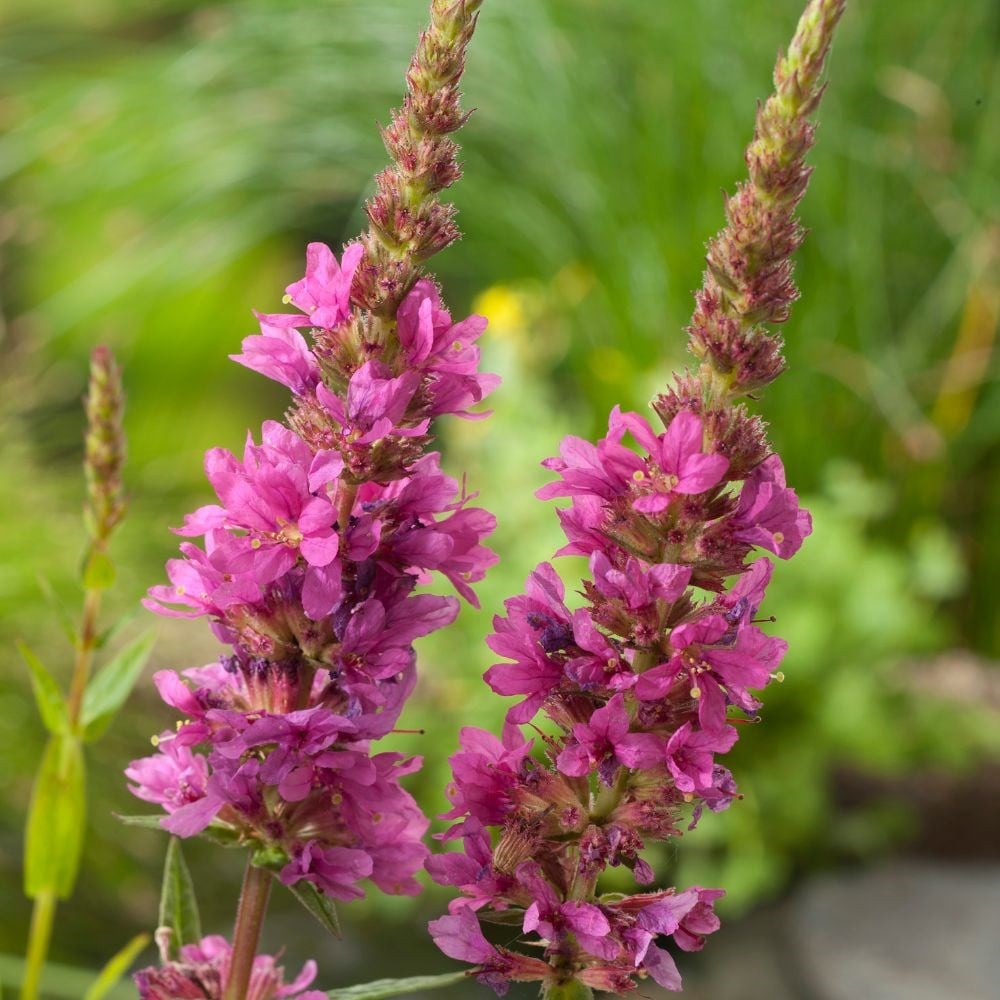 Product options image