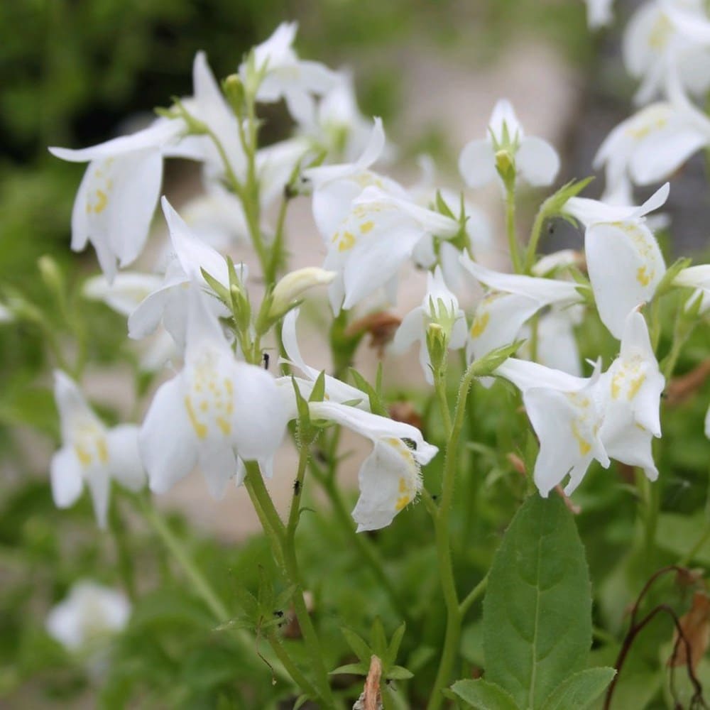 Product options image