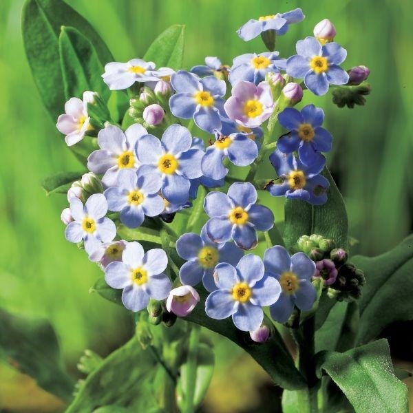 Myosotis scorpioides