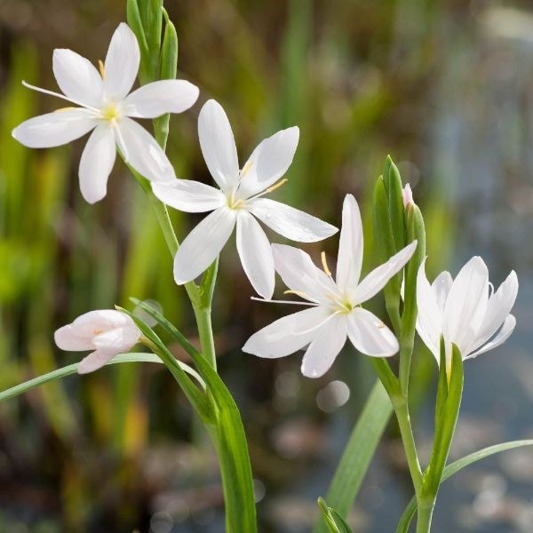 Hesperantha coccinea f. alba
