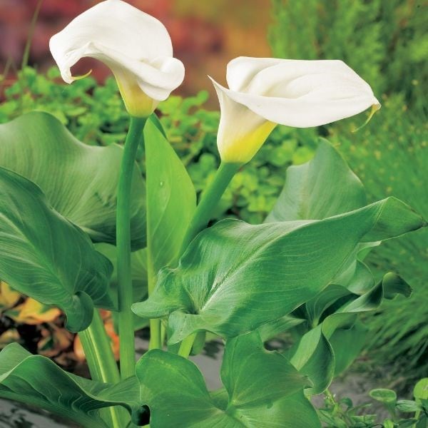 Zantedeschia aethiopica