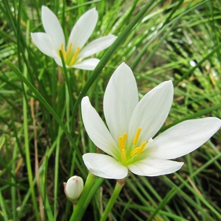 Picture of Zephyranthes candida