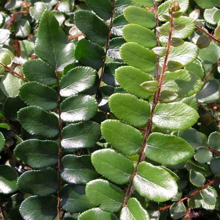 Picture of Pellaea rotundifolia