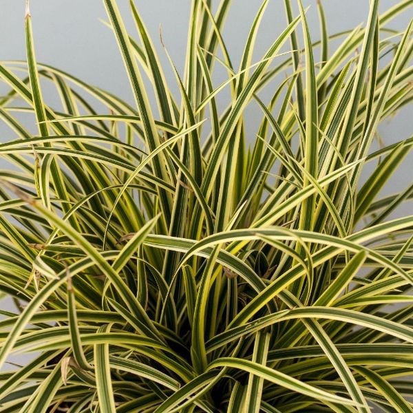 Carex morrowii Vanilla Ice ('Vanice') (PBR)