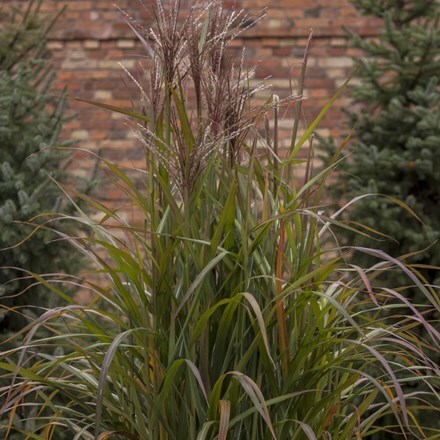 Picture of Miscanthus sinensis Brazil (PBR)