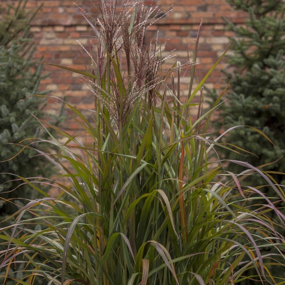 Buy zebra grass Miscanthus sinensis 'Brazil (PBR)': Delivery by