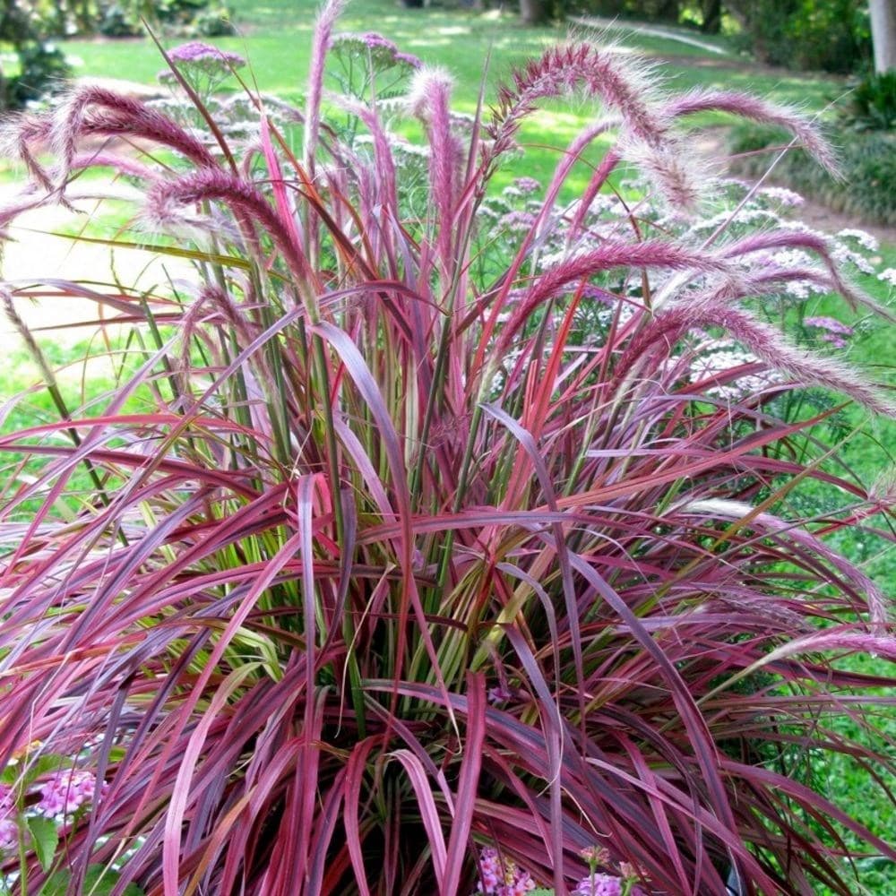 Chinese fountain grass