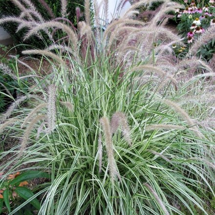 Picture of Pennisetum setaceum Sky Rocket (PBR)