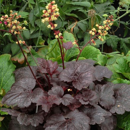 Picture of Heuchera Gotham (PBR)