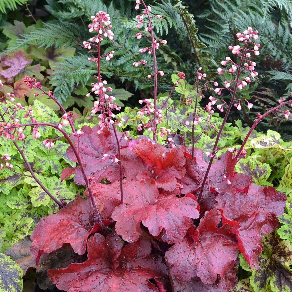 Planting store coral bells