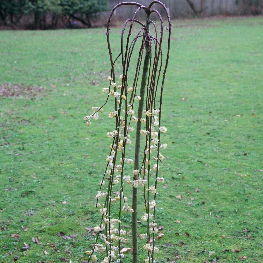 <i>Salix caprea</i> 'Kilmarnock'