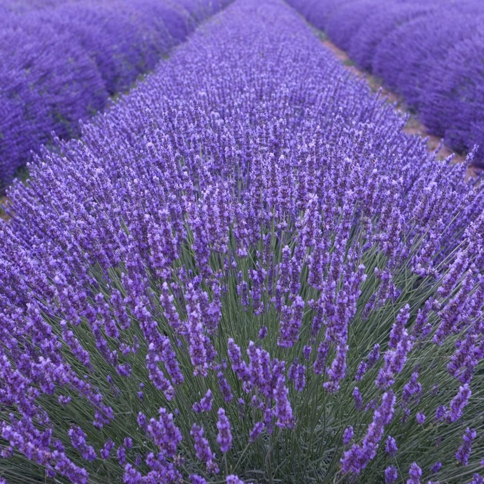 Buy lavender Lavandula angustifolia 'Munstead'