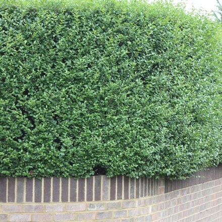 Picture of Ligustrum ovalifolium
