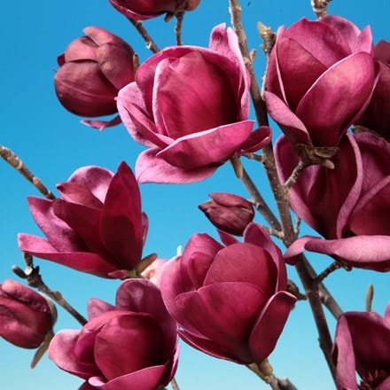 Magnolia Genie (PBR)
