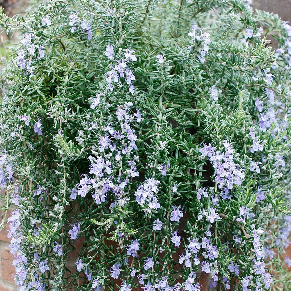 rosemary ( syn. Rosmarinus officinalis Blue Cascade)
