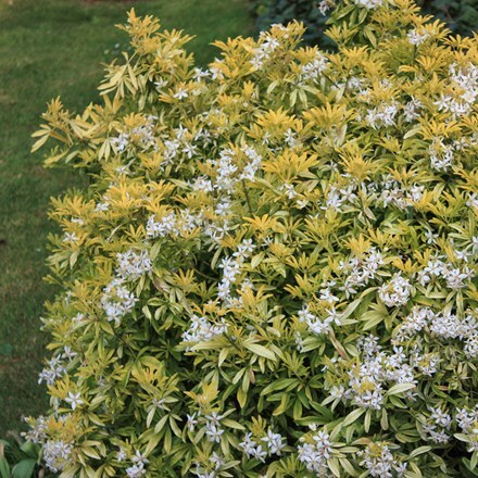 Choisya × dewitteana Goldfingers ('Limo') (PBR)