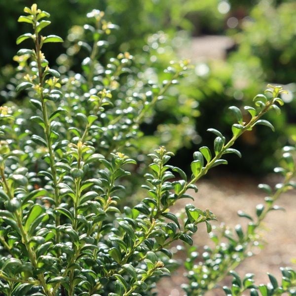 Ilex crenata Convexa